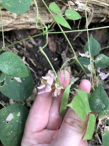 Thicket Bean (Phaseolus polystachios)