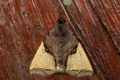 Ochrotrigona triangulifera