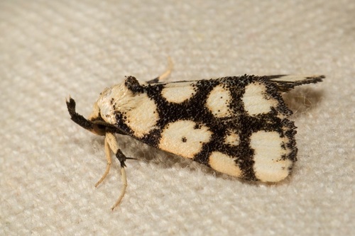 Adrapsoides