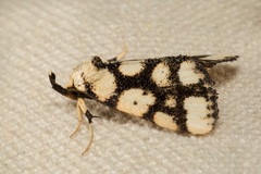 Polypogon reticulatis