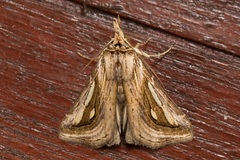 Schistorhynx argentistriga