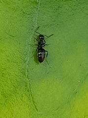 Technomyrmex jocosus