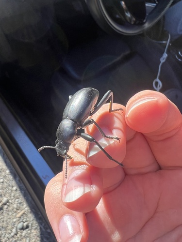 iNaturalist observation photo of Coelocnemis magna