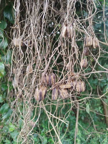 Indian Birthwort (Aristolochia indica)