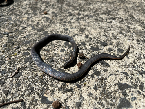 Golden-crowned Snake sighting