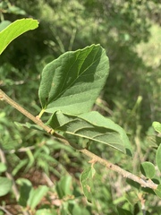 Cordia quercifolia