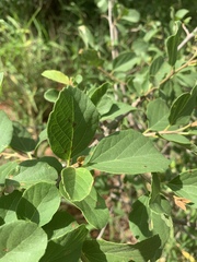 Cordia quercifolia