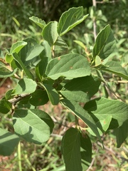 Cordia quercifolia