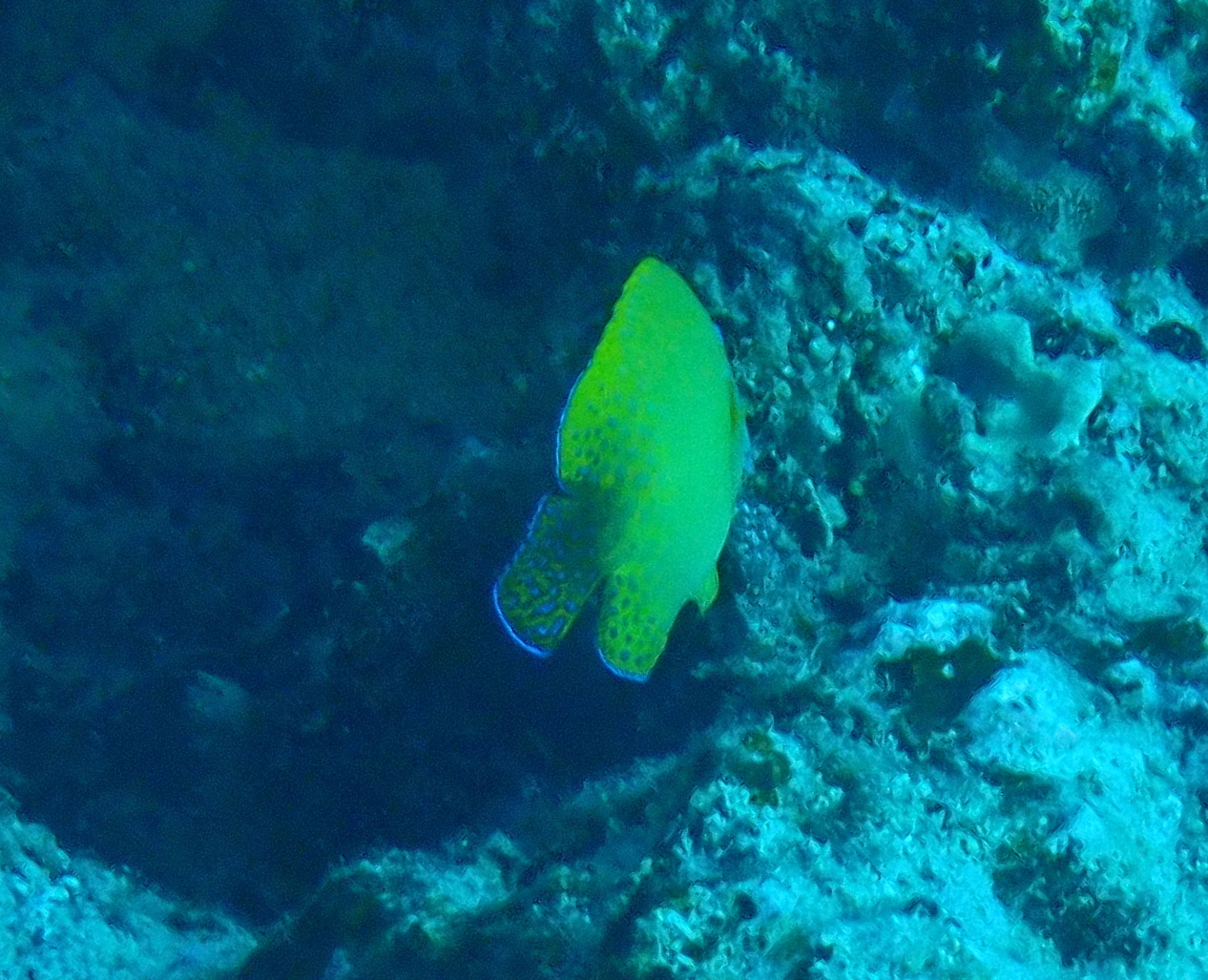 福氏刺尻魚(黑尾神仙/紅眼仙) Centropyge vrolikii