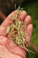 Ramalina subleptocarpha