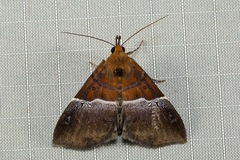 Euphiuche picta