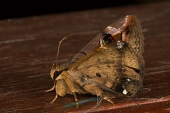 Ommatophora luminosa