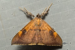 Rectipalpula billeti