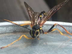Megarhyssa nortoni