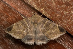 Pindara illibata