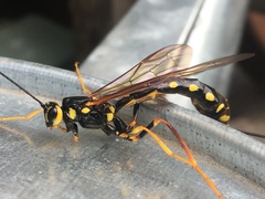 Megarhyssa nortoni