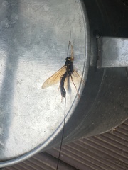 Megarhyssa nortoni