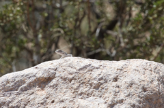 Urosaurus ornatus schottii