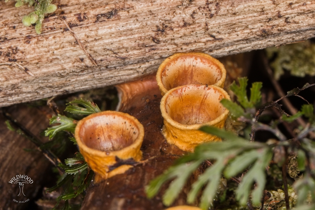 Crucibulum simile · October 2025 · photo: © robbiebgraham (iNaturalist, cc0)