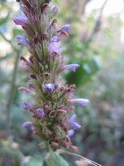 Agastache pallidiflora