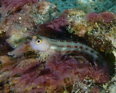 Vanuatu Combtooth Blenny photo 2