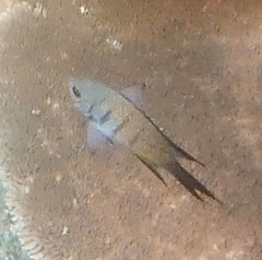 Abudefduf whitleyi
