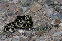 Lampropeltis