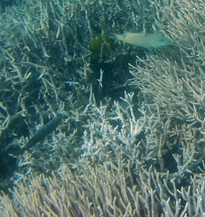 Epinephelidae