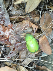 Chrysina beyeri