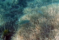 Epinephelidae