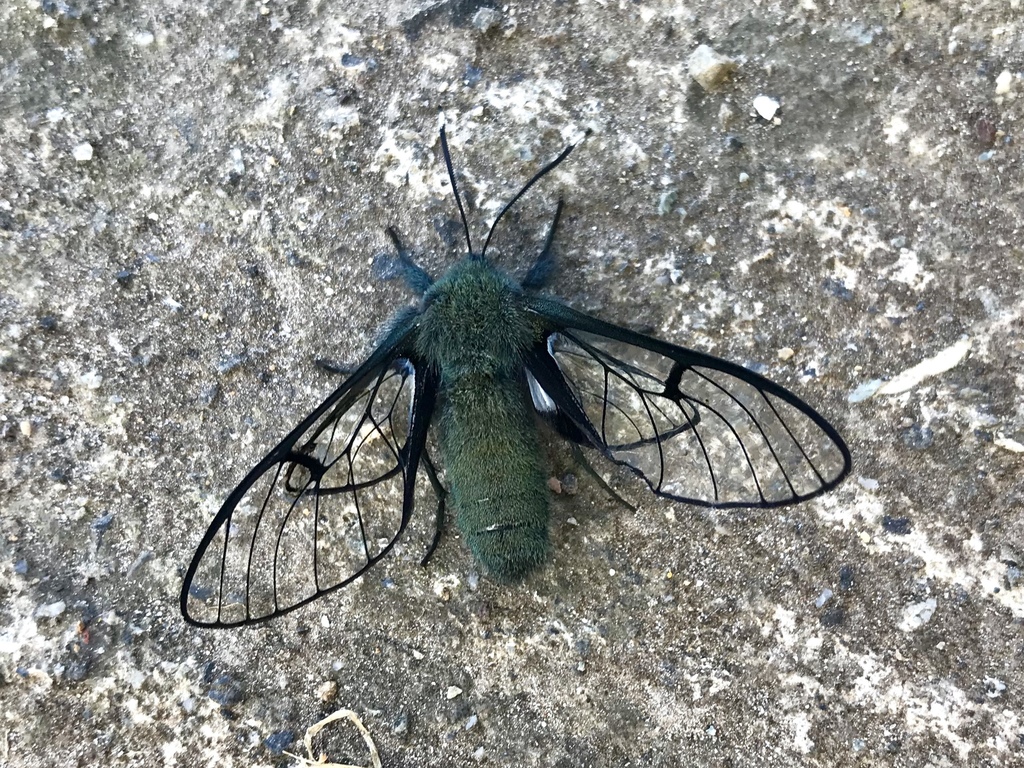 Dasysphinx mucescens