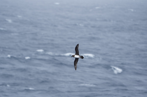 iNaturalist image