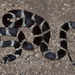 California King Snake - Photo (c) John Sullivan, some rights reserved (CC BY-NC), uploaded by John Sullivan