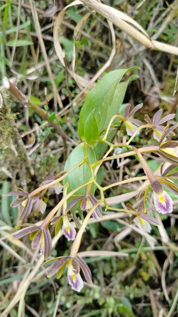 Epidendrum medinae Dodson 3