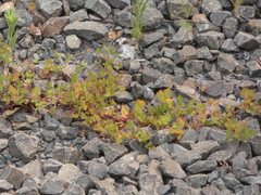 Rumex sagittatus