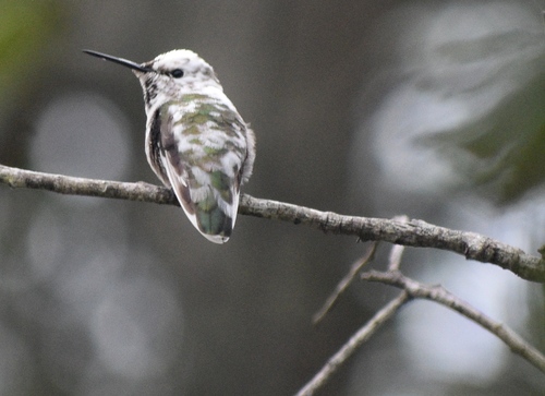 Anna's Hummingbird photographed in California