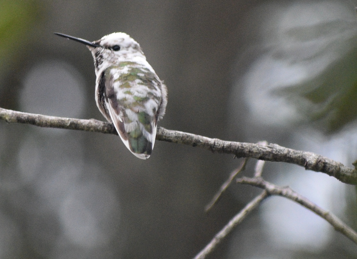 Anna's Hummingbird illustration