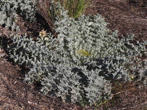 stemless cotton-thistle (Onopordum acaulon)
