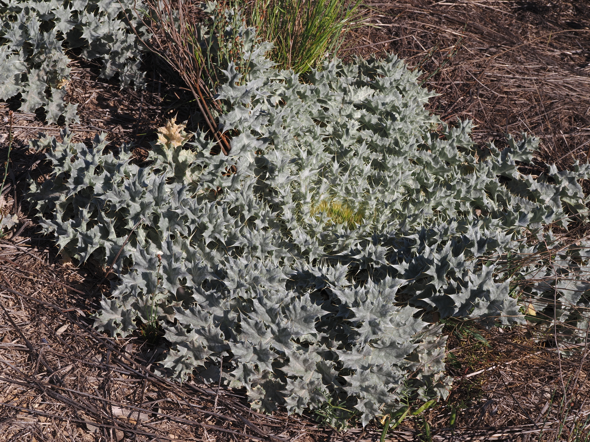 Stemless Cotton-Thistle (Onopordum acaulon)