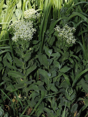 Heart-podded Hoary Cress