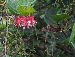 Urosticte ruficrissa