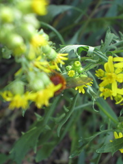 Adejeania