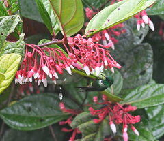 Urosticte ruficrissa