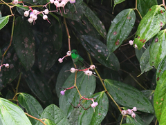 Urosticte ruficrissa