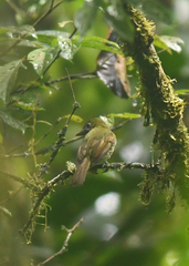 Rhynchocyclus fulvipectus