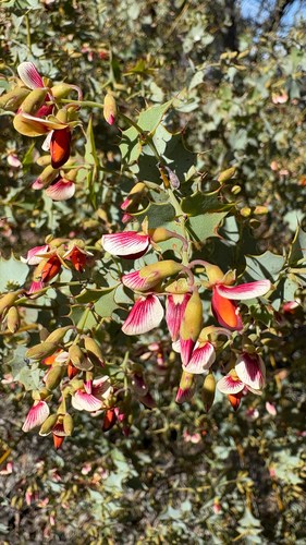 Prickly Poison