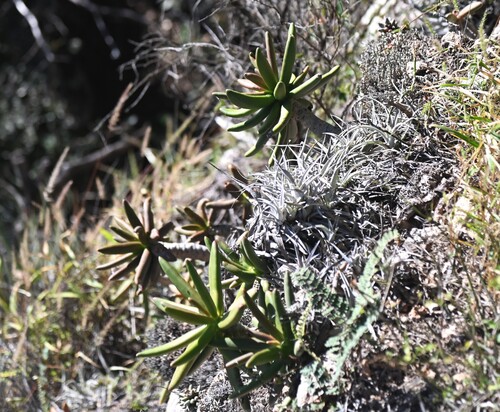 Pachyphytum viride