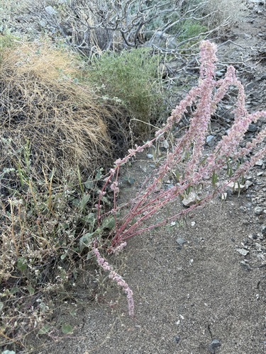 iNaturalist observation photo of Fringed Amaranth