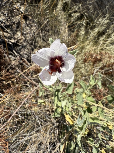 iNaturalist observation photo of Rock Hibiscus