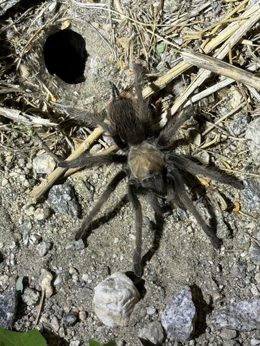 iNaturalist observation photo of Aphonopelma